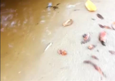 Den Fisch nah am Ufer filmen