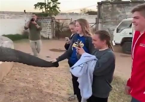 Der Elefant will ihr Handy