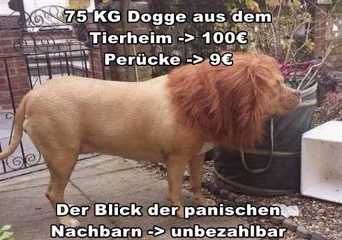 Wenn du einen Löwen auf Wish bestellst