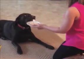 Hundekuchen zum Geburtstag