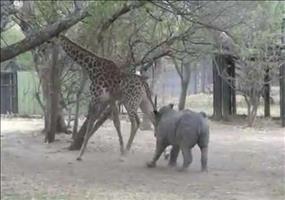 Das Nashorn und die Giraffe