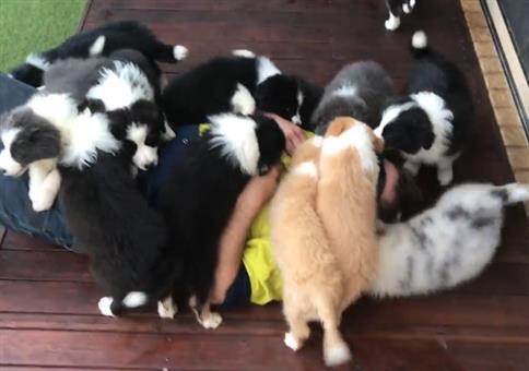 Kleines Hundbad nehmen