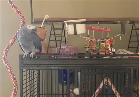 Papagei mit eingeschränktem Wortschatz