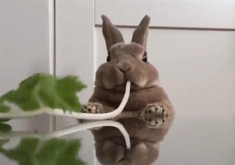 Er futtert einfach alles weg