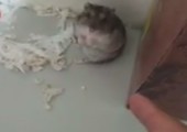 Hamster wird erschossen