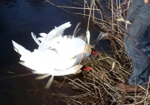 Verknotete Schwäne bitten um Hilfe