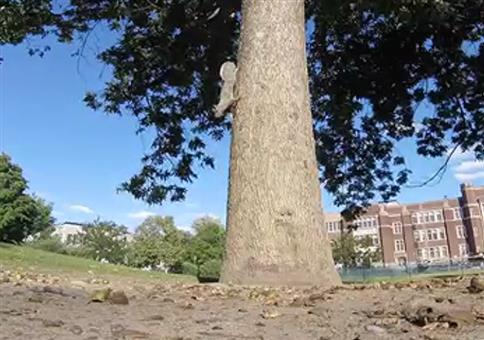 Eichhörnchen klaut Kamera