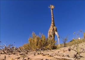 Der Bauch einer Giraffe