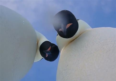 Wenn dich zwei Pinguine zusammengeschlagen haben