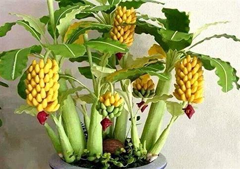 Bananenbaum mit Minibananen