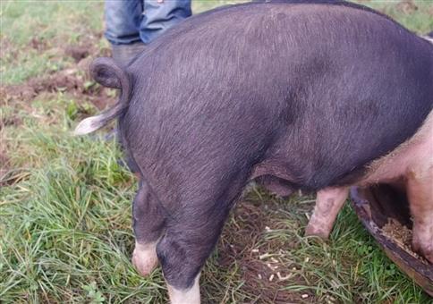 Schweineschwanz gerade bekommen
