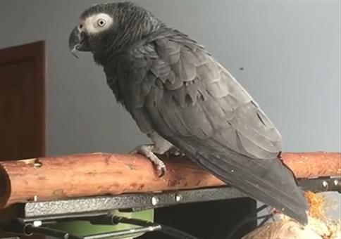 Der OK Google Papagei