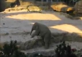 Mini Elefanten Ausrutscher im Zoo