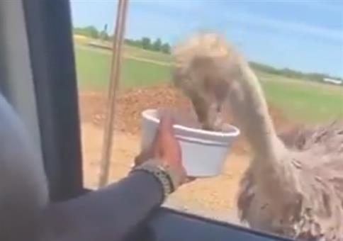 Strauß aus dem Auto füttern