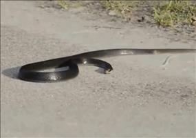 Schlange geht auf Dechno ab