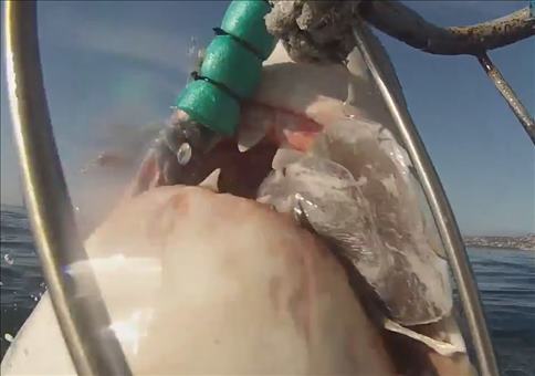 Weißer Hai Photobombing