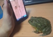 Frosch spielt Ant-Smasher