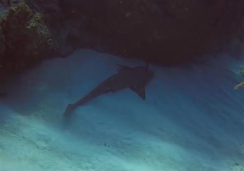 Hey Hai, du hast da was am Kopf!