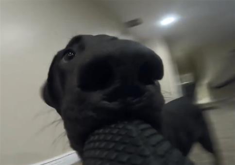 Der Selfie-Kamerahund