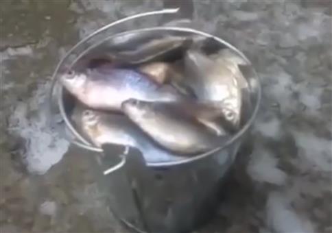 Fetter Fang von heute