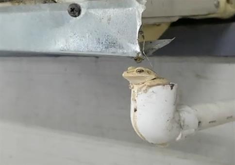 Frosch hat sein perfektes Plätzchen gefunden