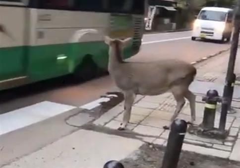 Neulich an einem Zebrastreifen in Japan