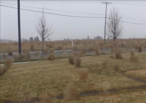 Riesiges Steppenläufer Rudel