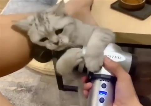 Katze liebt das Massagegerät