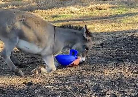 Weihnachtsgeschenk für den Esel