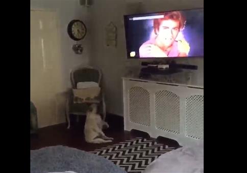 Hund tanzt merkwürdig