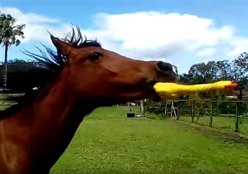 Das Pferd und das Gummihuhn