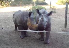 So klingen also Babynashörner