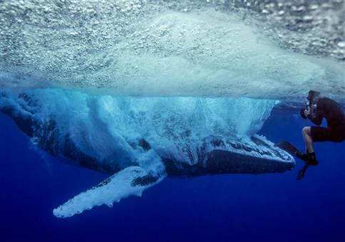Neulich beim schnorcheln auf hoher See