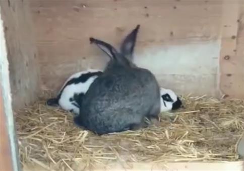 Kaninchen: 3 Sekunden bis zum Schuss