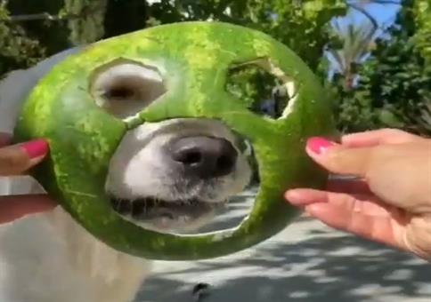 Hundi und seine Wassermelonenmaske