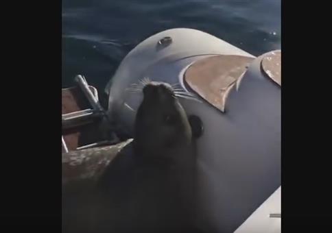 Robbe flüchtet vor Orca auf ein Boot