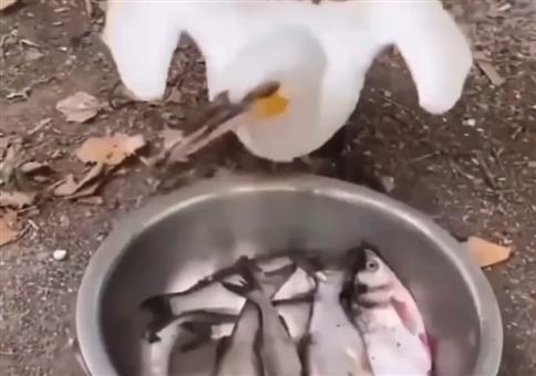 Fische? Ich nehm alle!