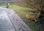 Katzen bei der Jagd