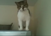 Spider Cat - Katze läuft den Kühlschrank runter