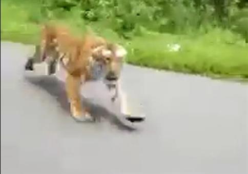 Als plötzlich der Tiger aus dem Gebüsch gesprungen kommt