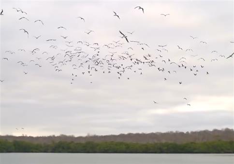 Angriff der Blaufußtölpel