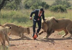 Fußball spielen mit wilden Löwen