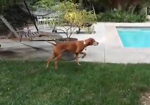 Krasser Glitch in der Hunde-Matrix