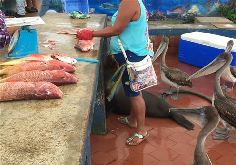 Pelikane und Seehund stehen Schlange