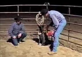 Dieser Hund gehorcht auf jedes Wort