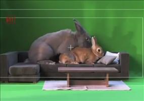 Werbedreh mit Kaninchen