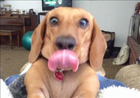 Hornoxe.com – Picdump #394