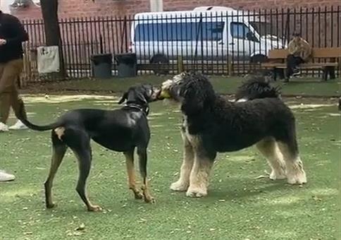 Wenn zwei sich streiten - Hunde Edition