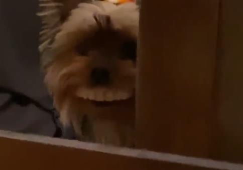 Dieser Hund hat Zähne