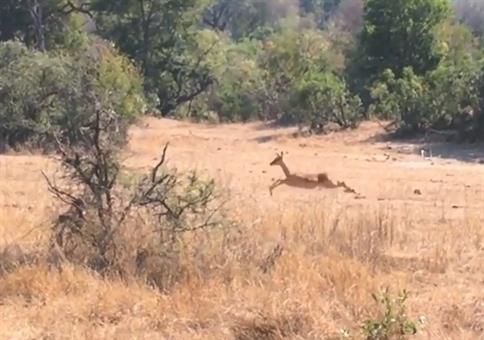 Ach wie schön die Antilopen da durch die Gegend springen